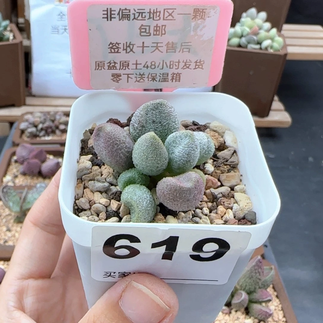 619银之卵多肉植物
