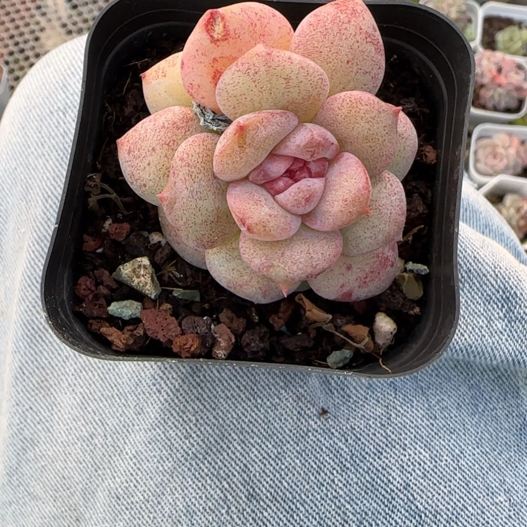 小卡拉米糖心一物一拍