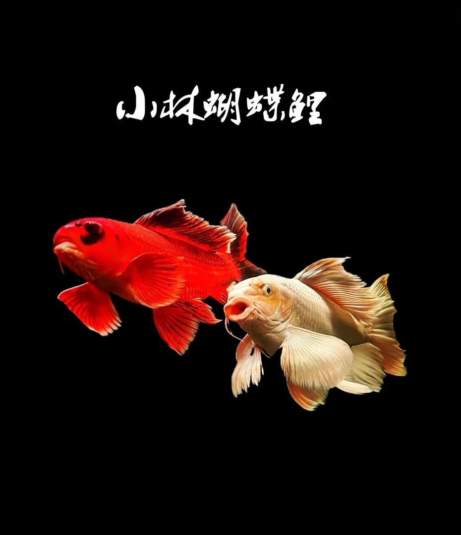 精品蝴蝶鲤，一物一拍，包邮包活！