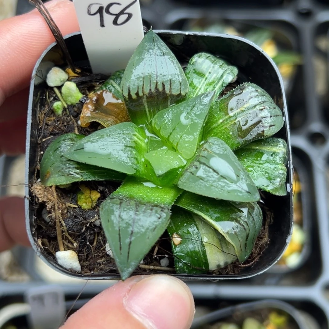 98红纹寿锦一物一拍