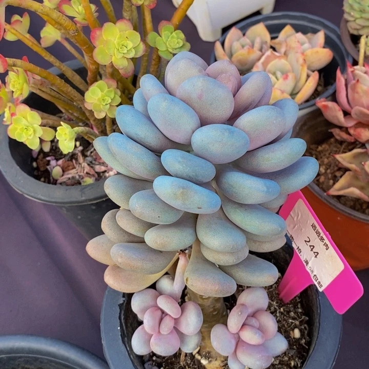 244月美人肉肉肉肉肉