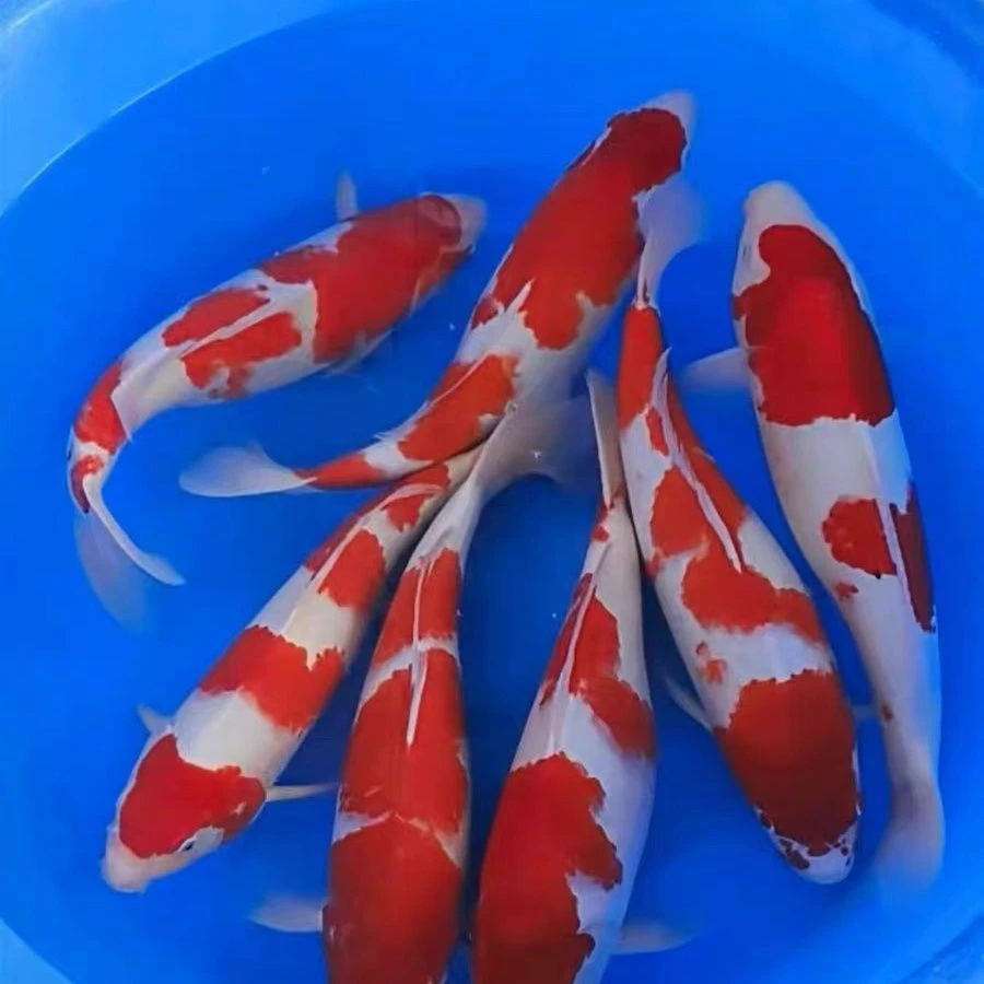 锦鲤观赏鱼红白大正昭和三色淡水冷水鱼活体