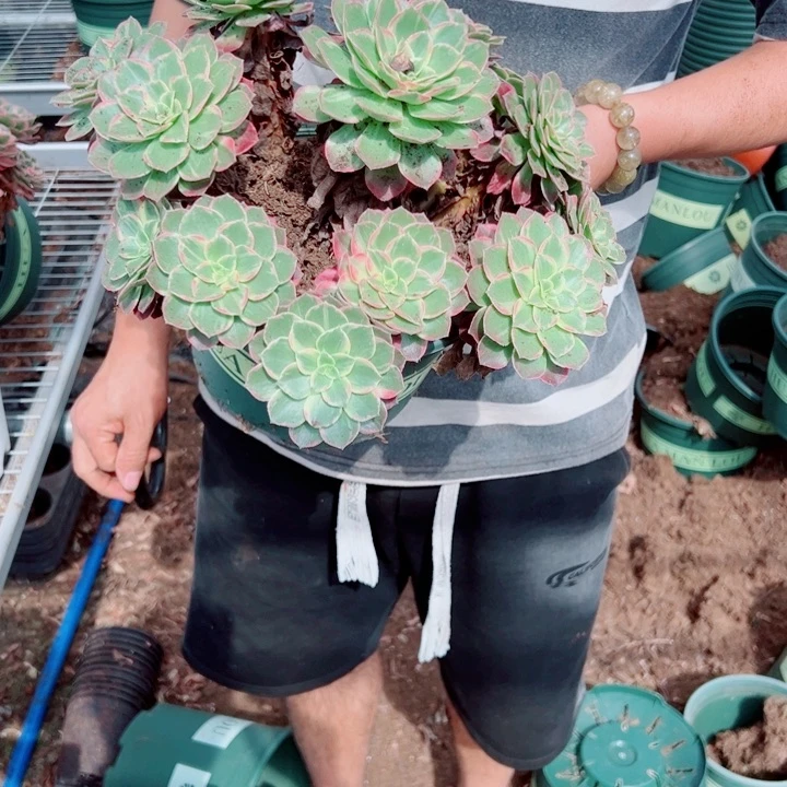 二加伦万花筒多肉法师