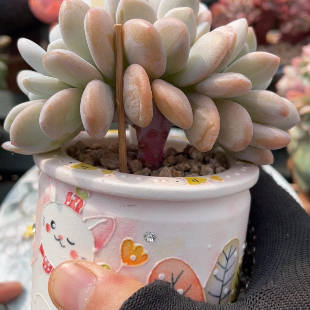 【闪购商品】粉兔790