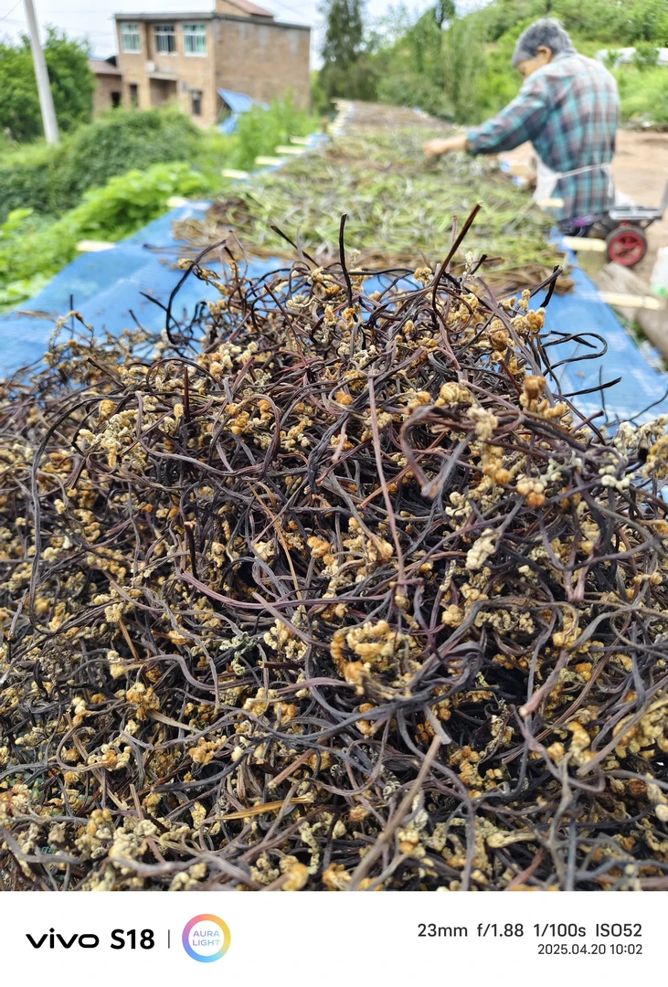 高山蕨菜农家晒干脱水蔬菜炖汤美味