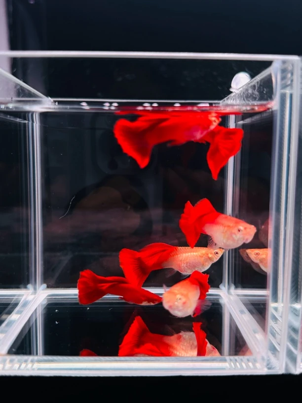 【美系血红大背】精品孔雀鱼