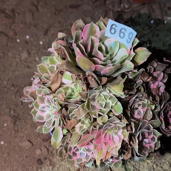 669糖果菊多肉植物不售后