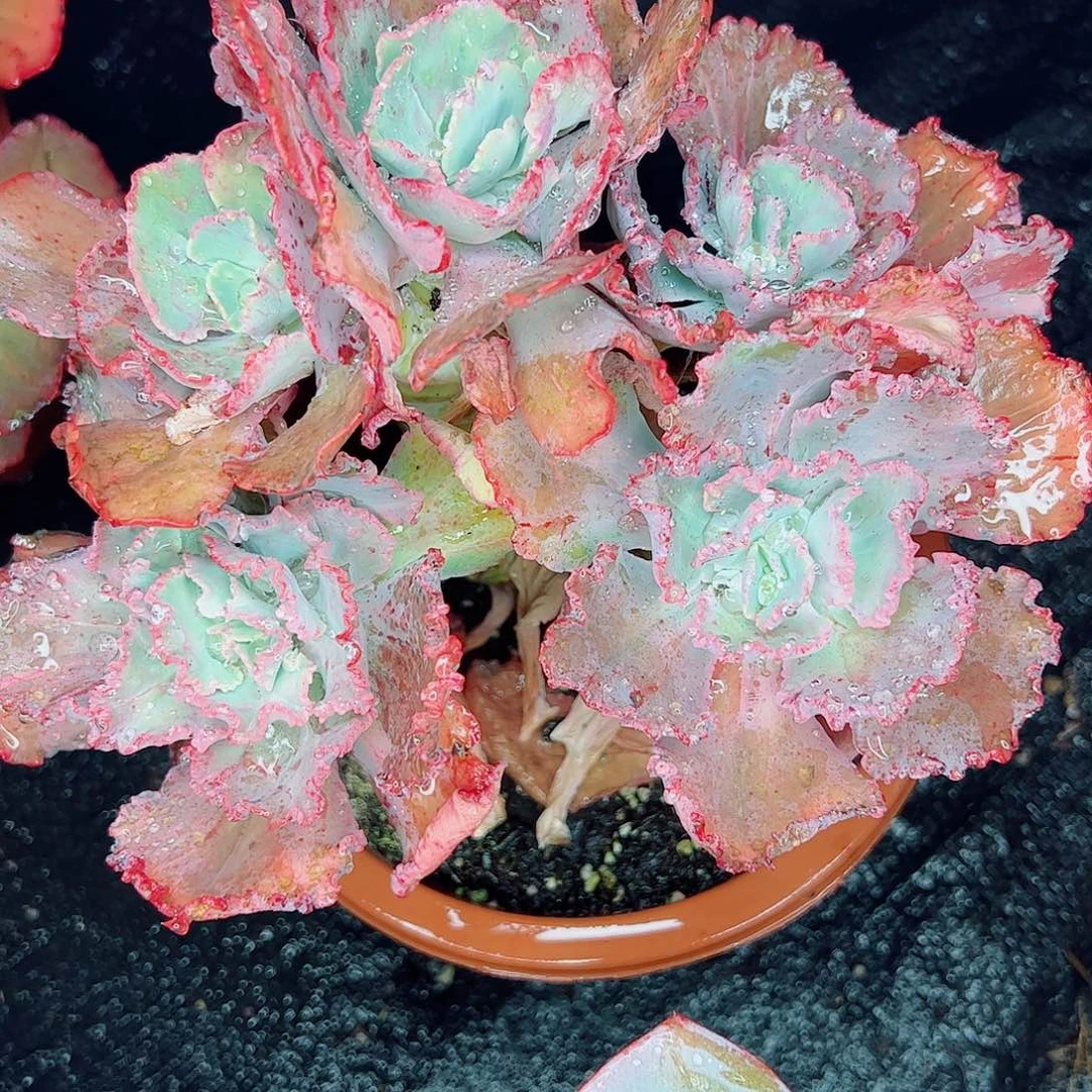 舞会红裙，一物一拍