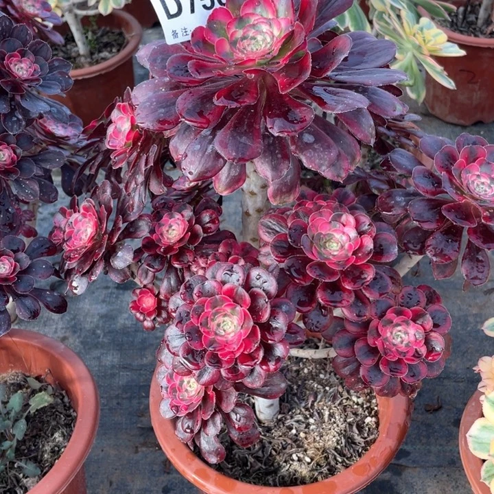 你****福756丽娜111111多肉