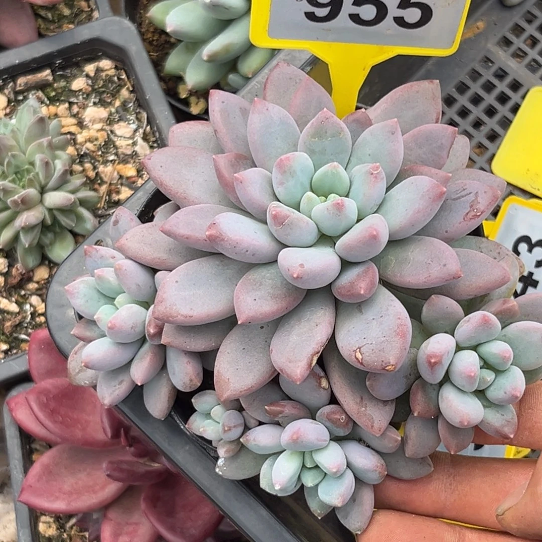 多肉植物蓝精灵群955