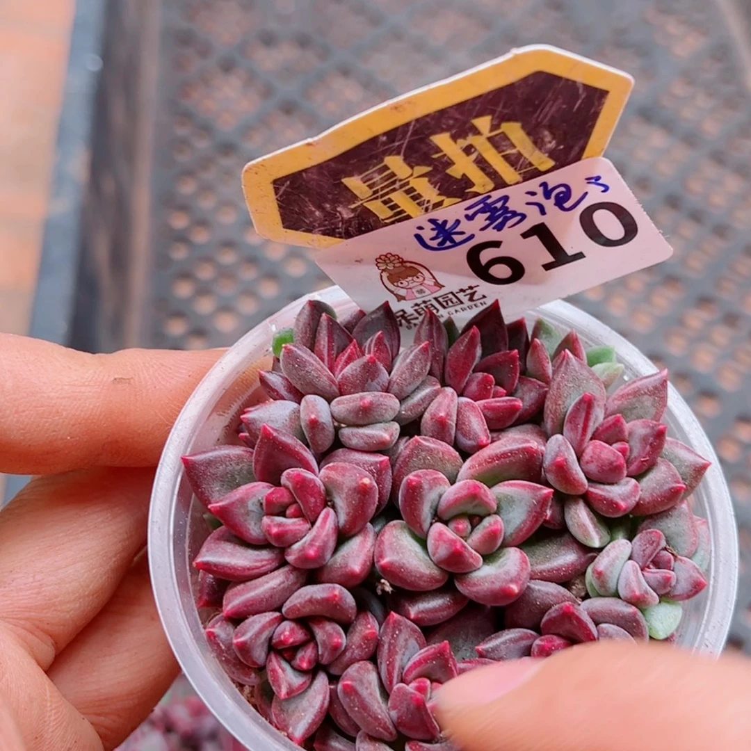 多肉植物多肉植物