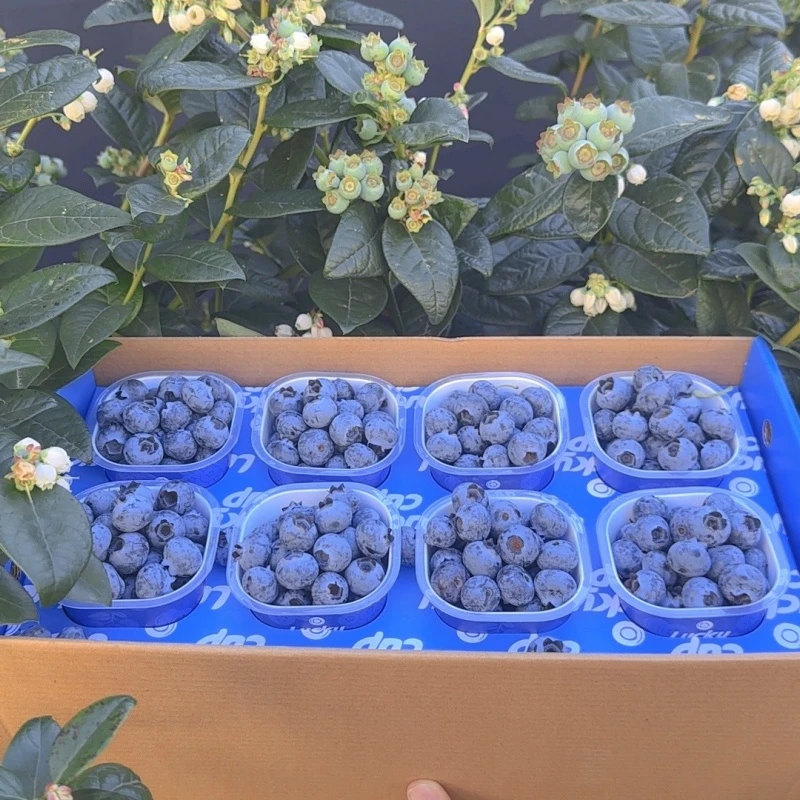 【礼盒1斤装】云南抚仙湖花香蓝莓脆甜果香浓郁产地现摘顺丰包邮