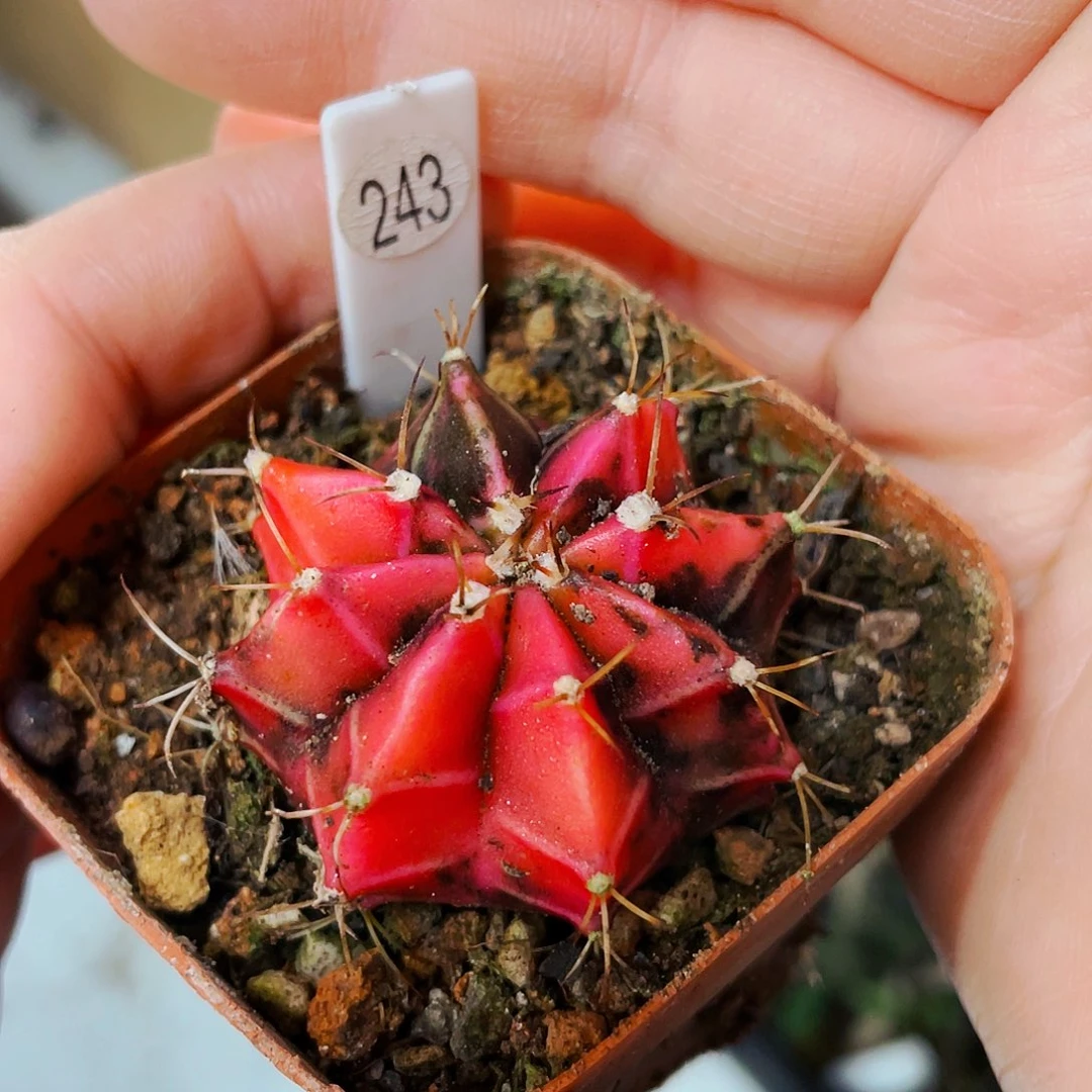 非偏远地区满25包邮仙人球