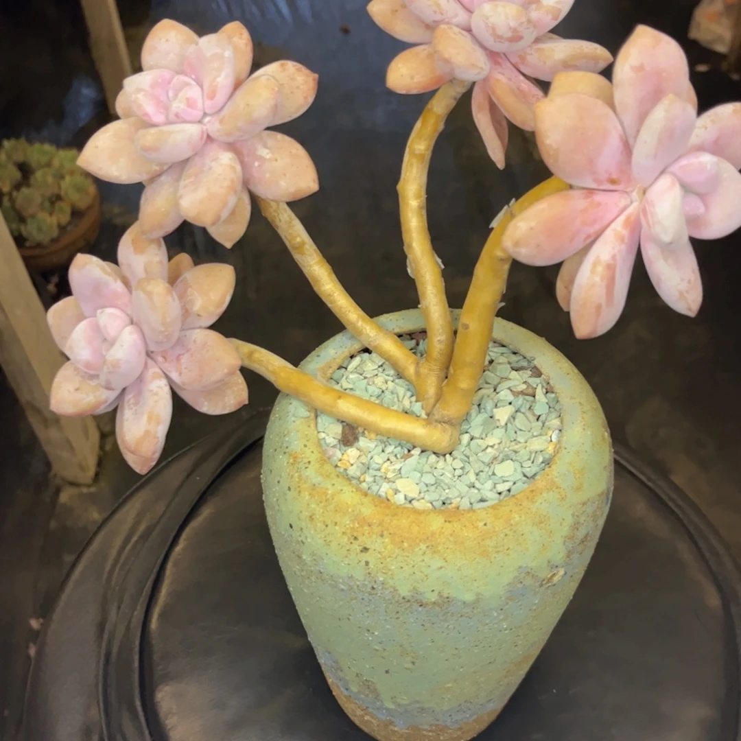 文***哒友家多肉一物一拍