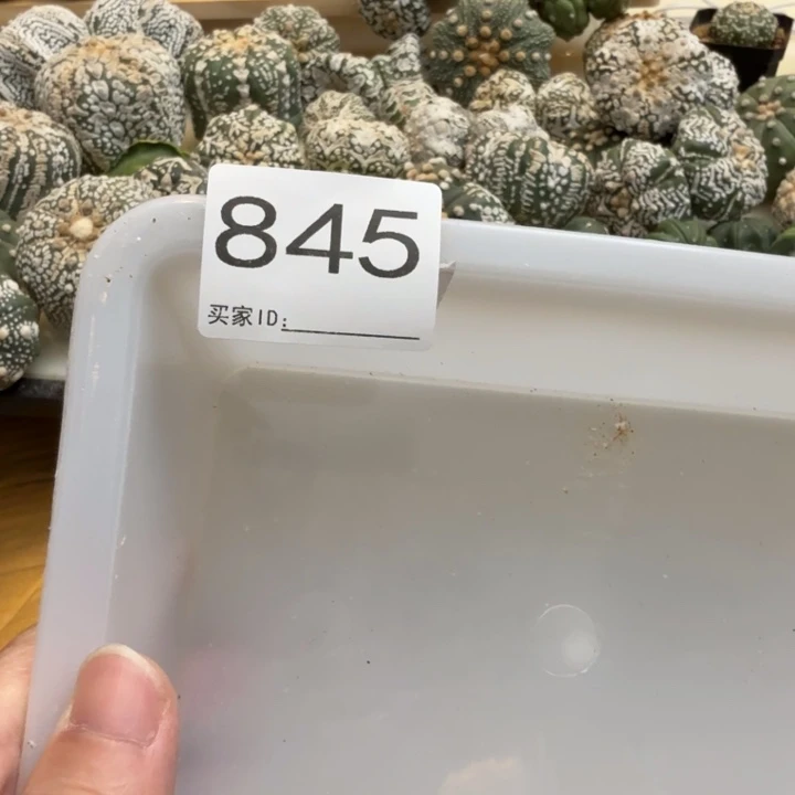 蓝***手兜星球仙人球845号