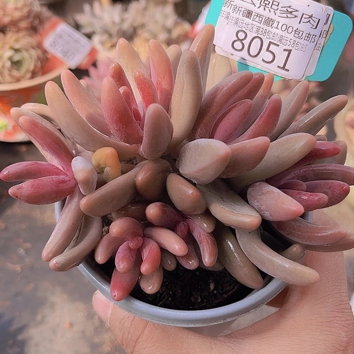 8051红手指。