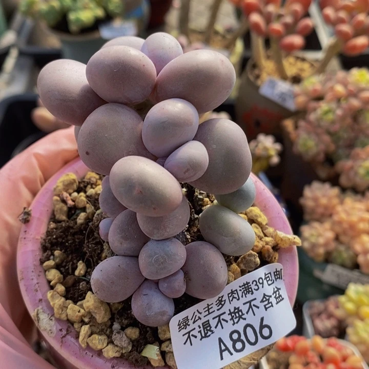 橙奶806多肉植物