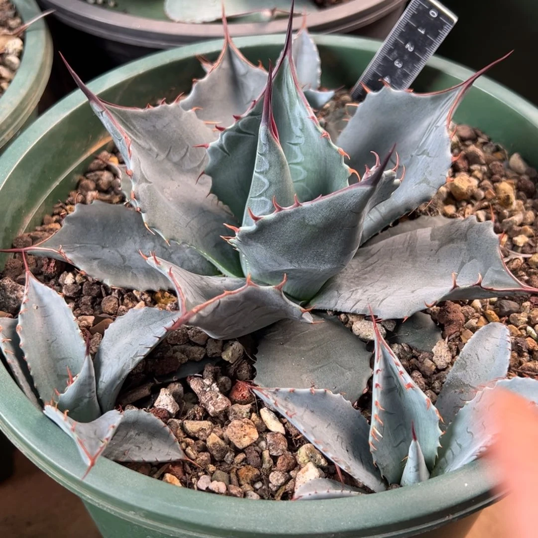 多肉植物龙舌兰道