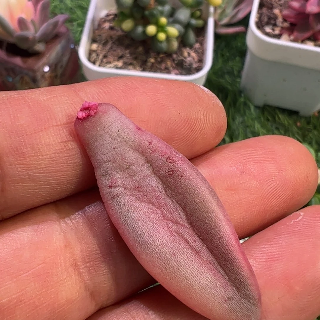 Q*Q多肉植物多肉植物