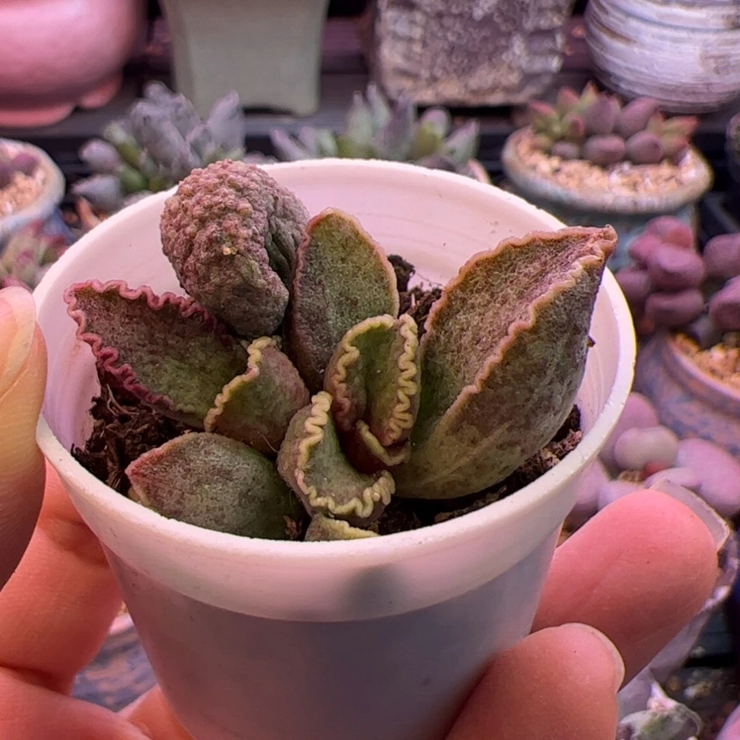 鲍鱼。