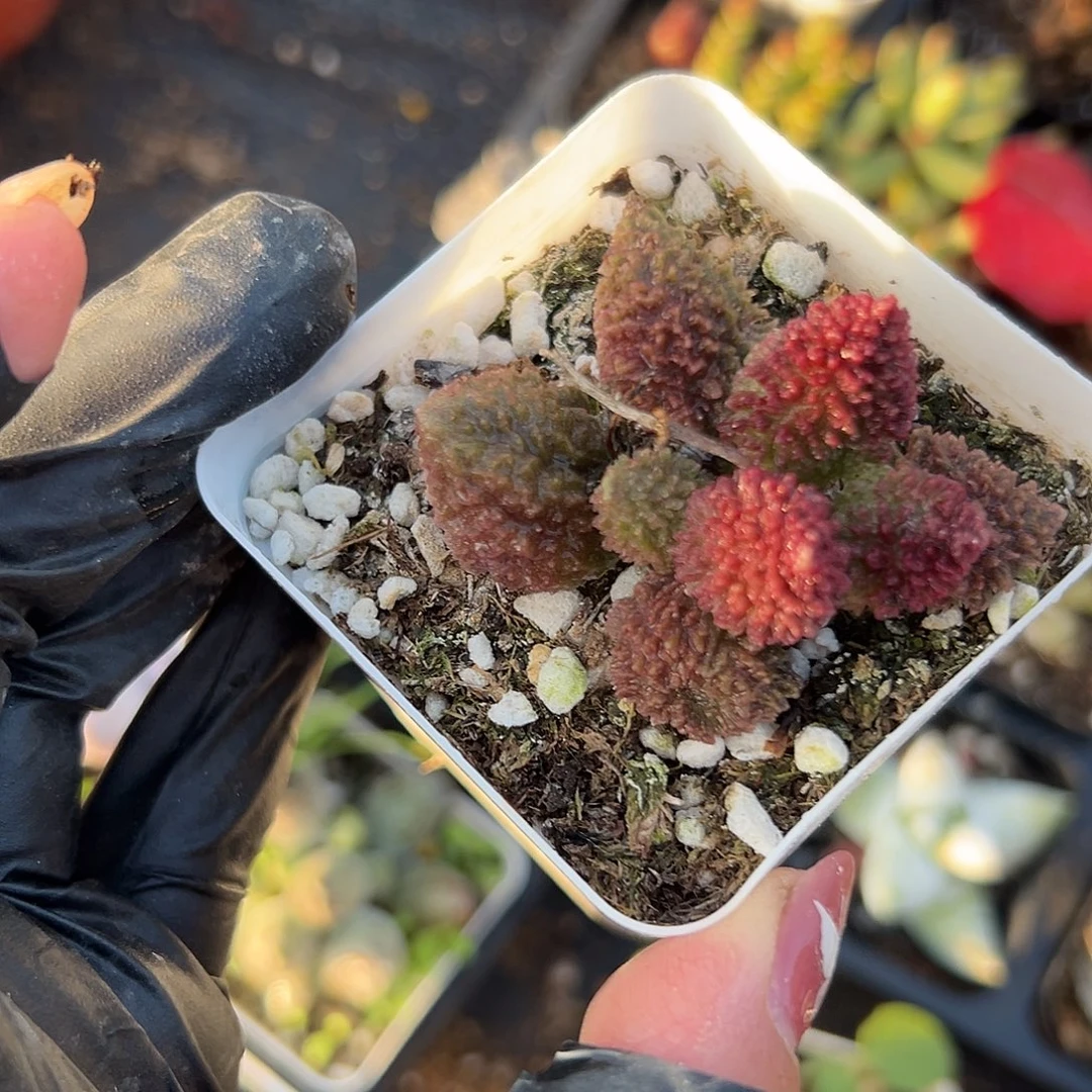 多肉植物朱子玉水泡