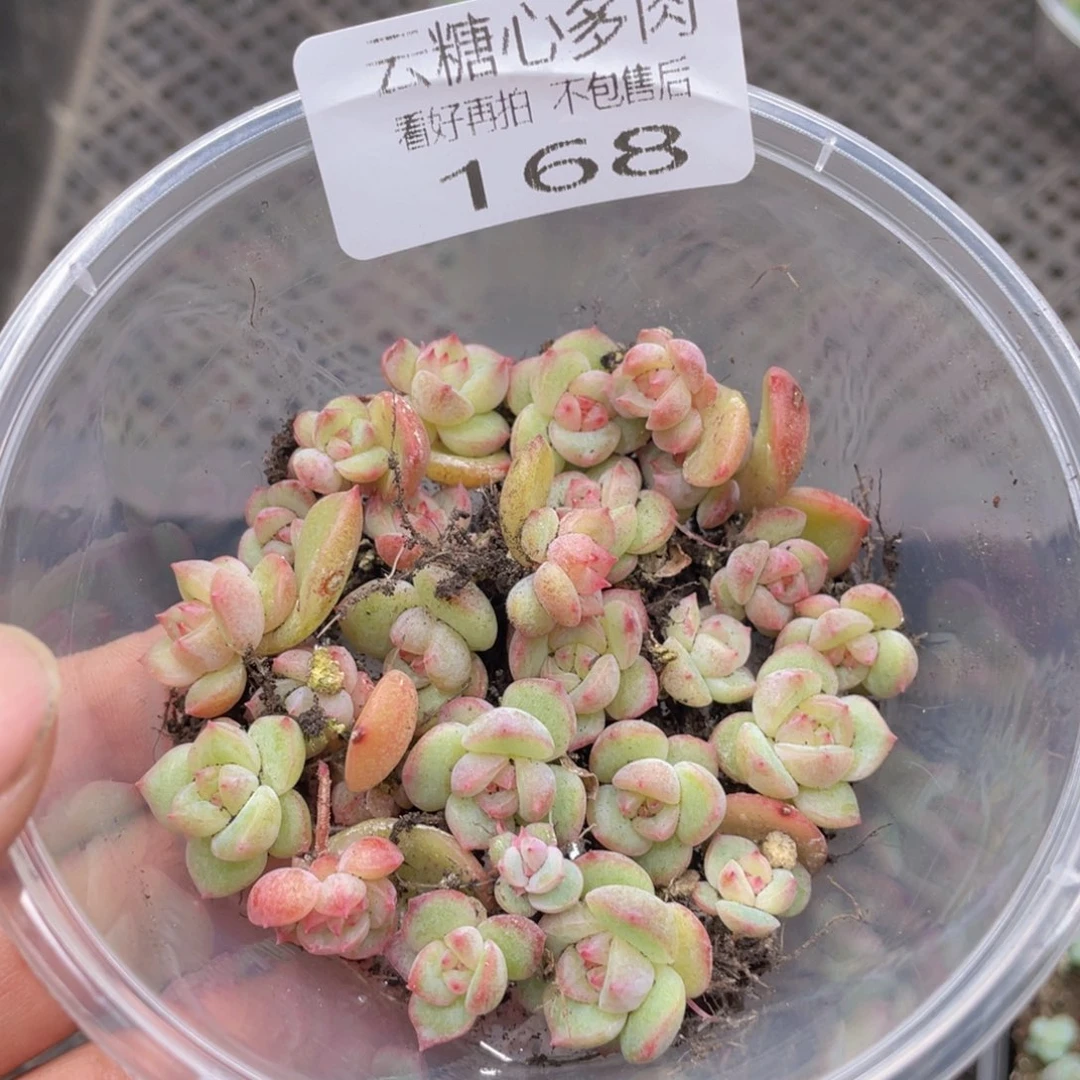 云糖心多肉植物168