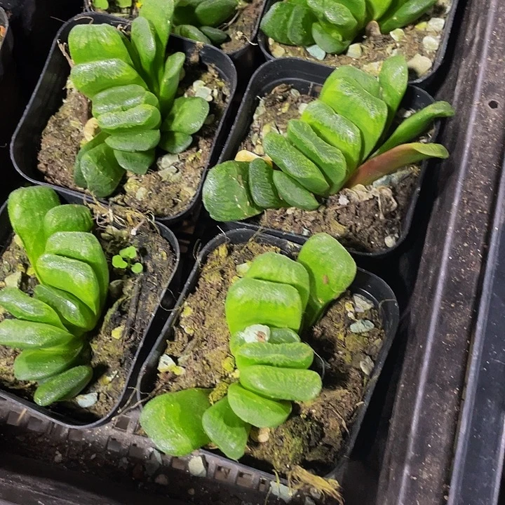 玉扇3.8带盆土发货