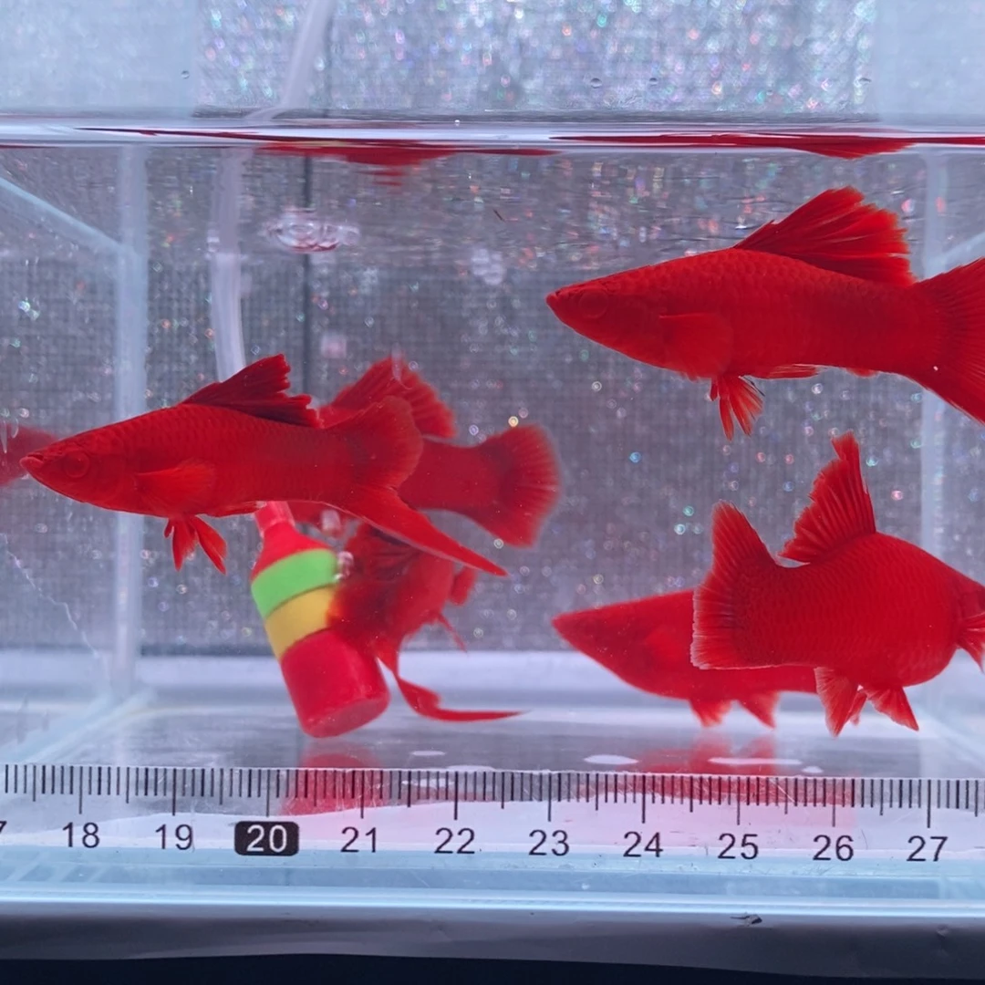 红剑鱼高鳍红剑成鱼3对