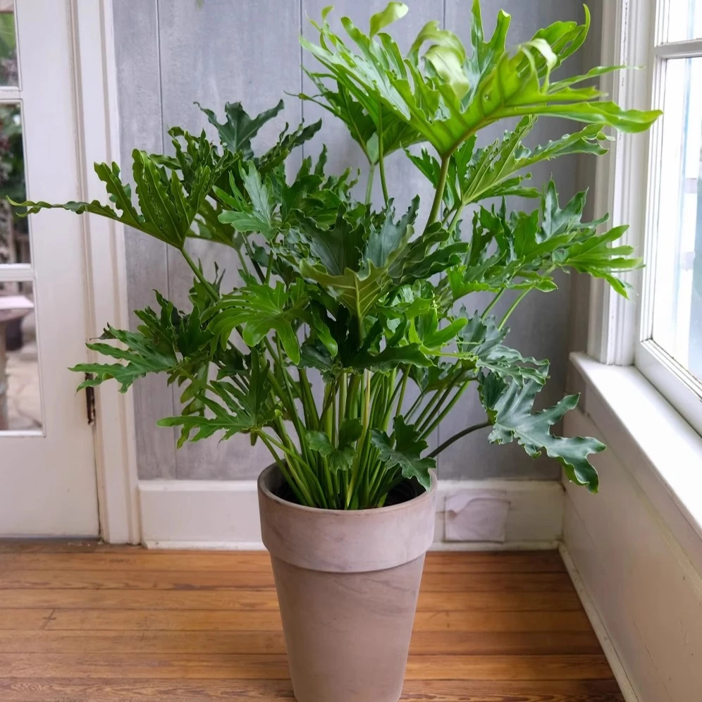 种花王大爷 龙鳞春羽观叶植物室内客厅办公室盆栽绿植常绿耐阴