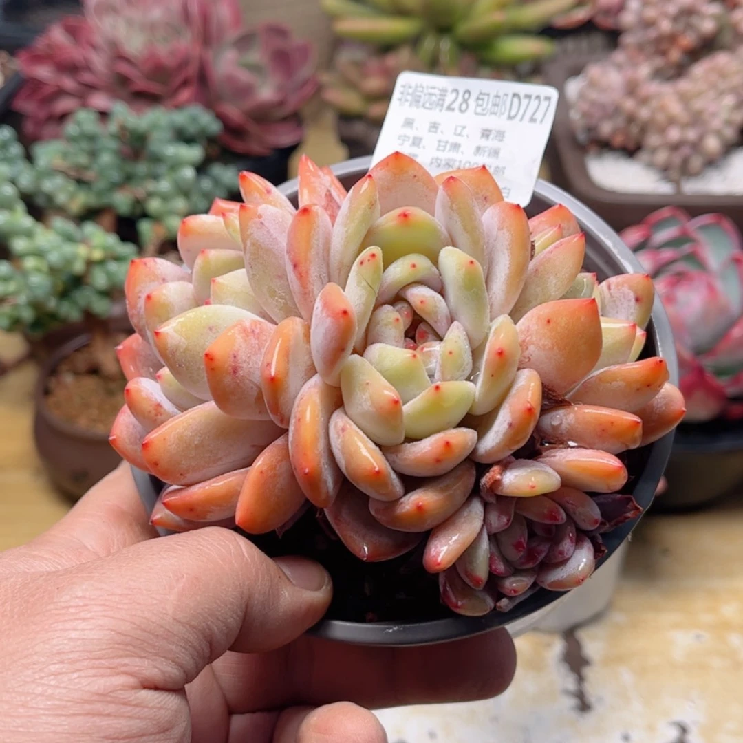 【闪购商品】727橙子