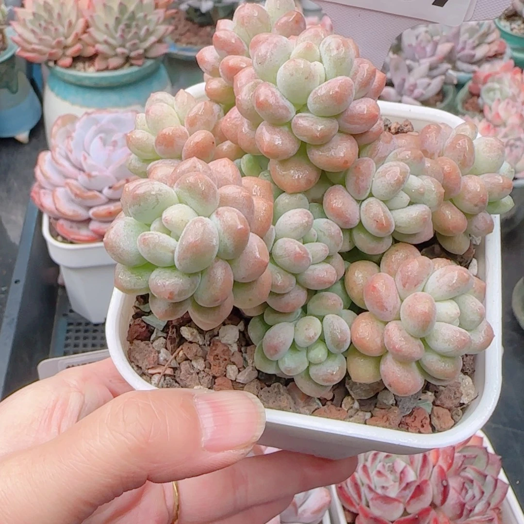 多肉植物8767…………