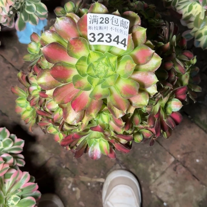32344韶华多肉植物