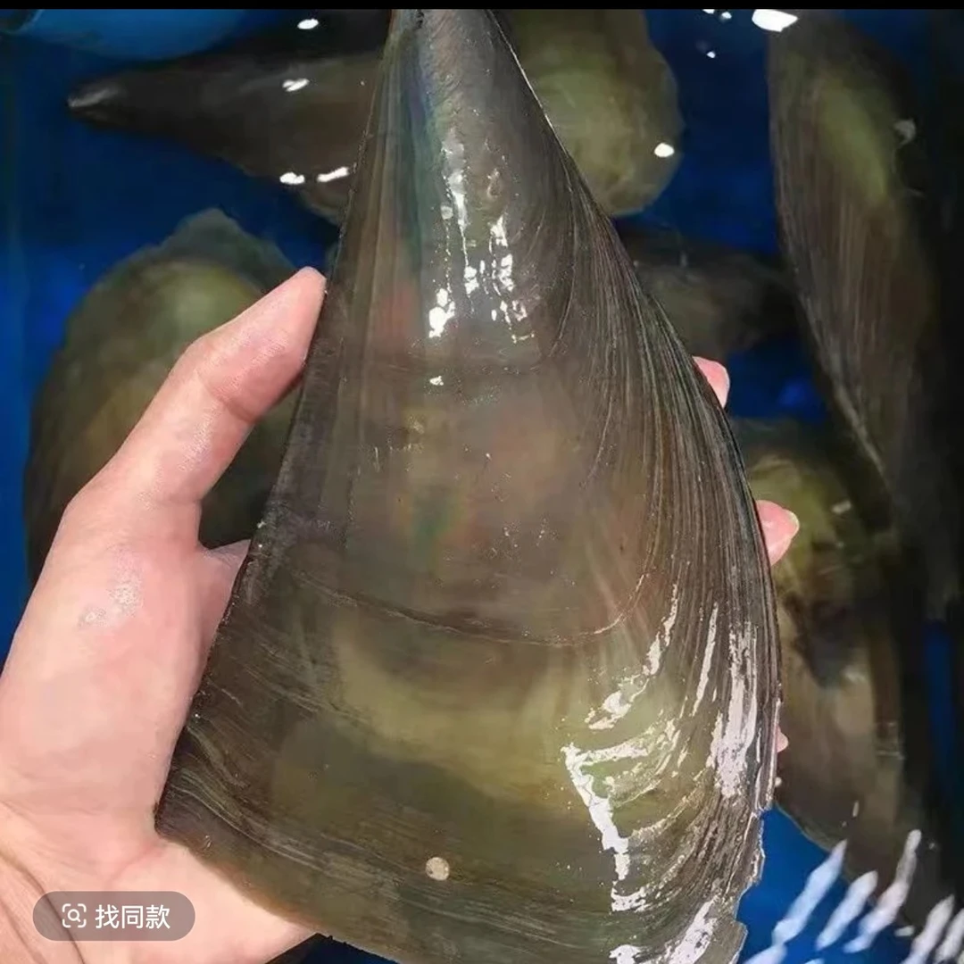 鲜活带子（8两左右/个） 蒜蓉粉色蒸、涮火锅