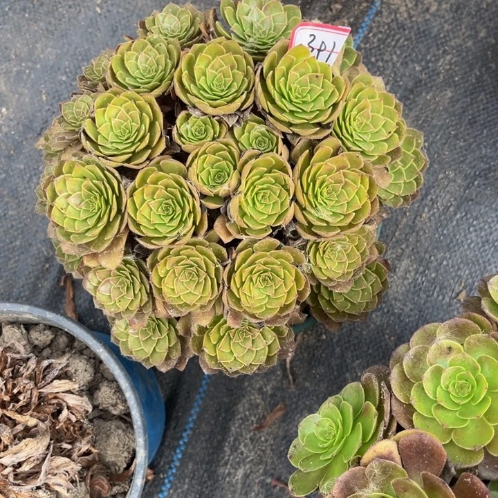 391红魔多肉植物法师