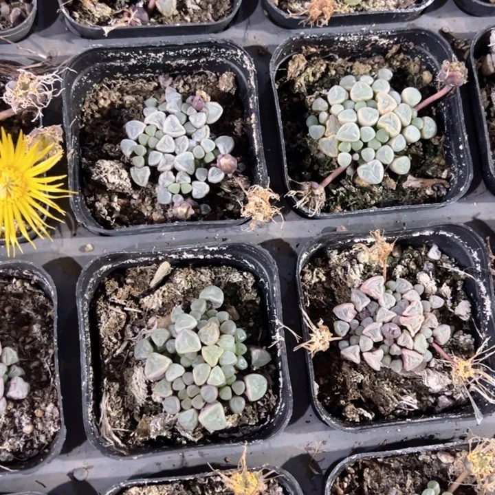 五十铃玉一颗量拍多肉满20包邮