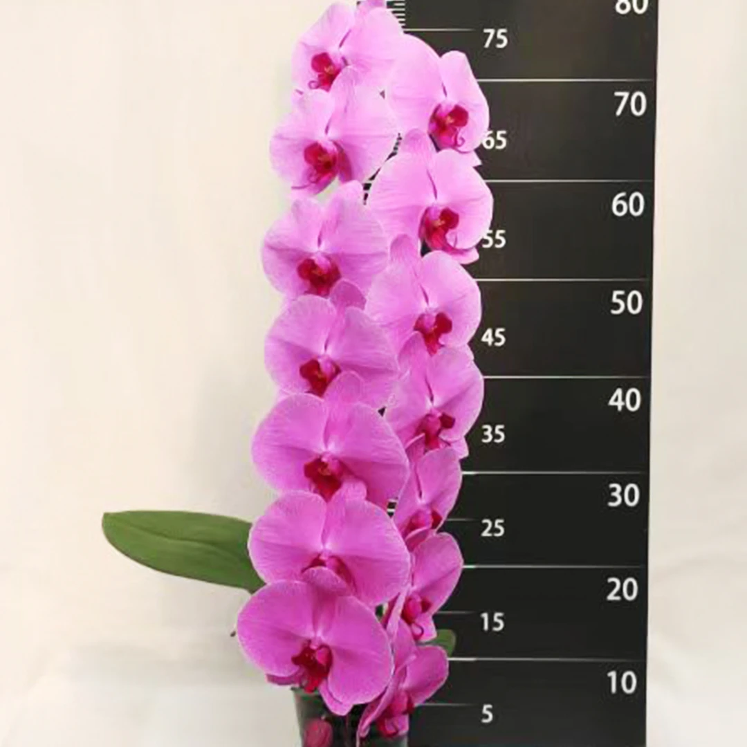 花花喜大王蝴蝶兰超大粉3.5寸杯根好苗壮叶子油绿【剪自然梗无花】