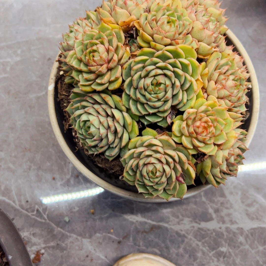 小***幸多肉植物组合盆栽
