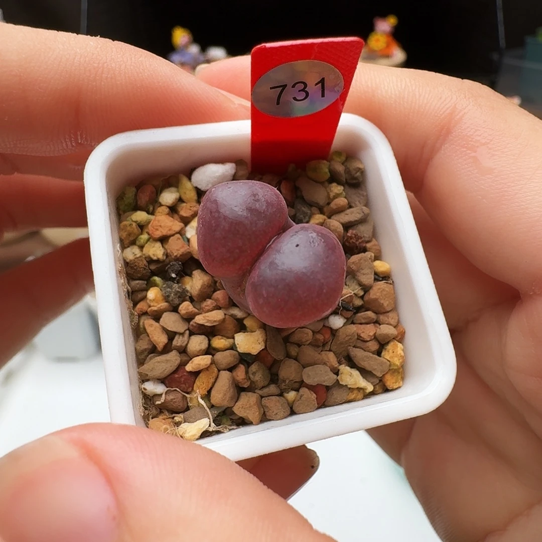 多肉植物福利风铃731
