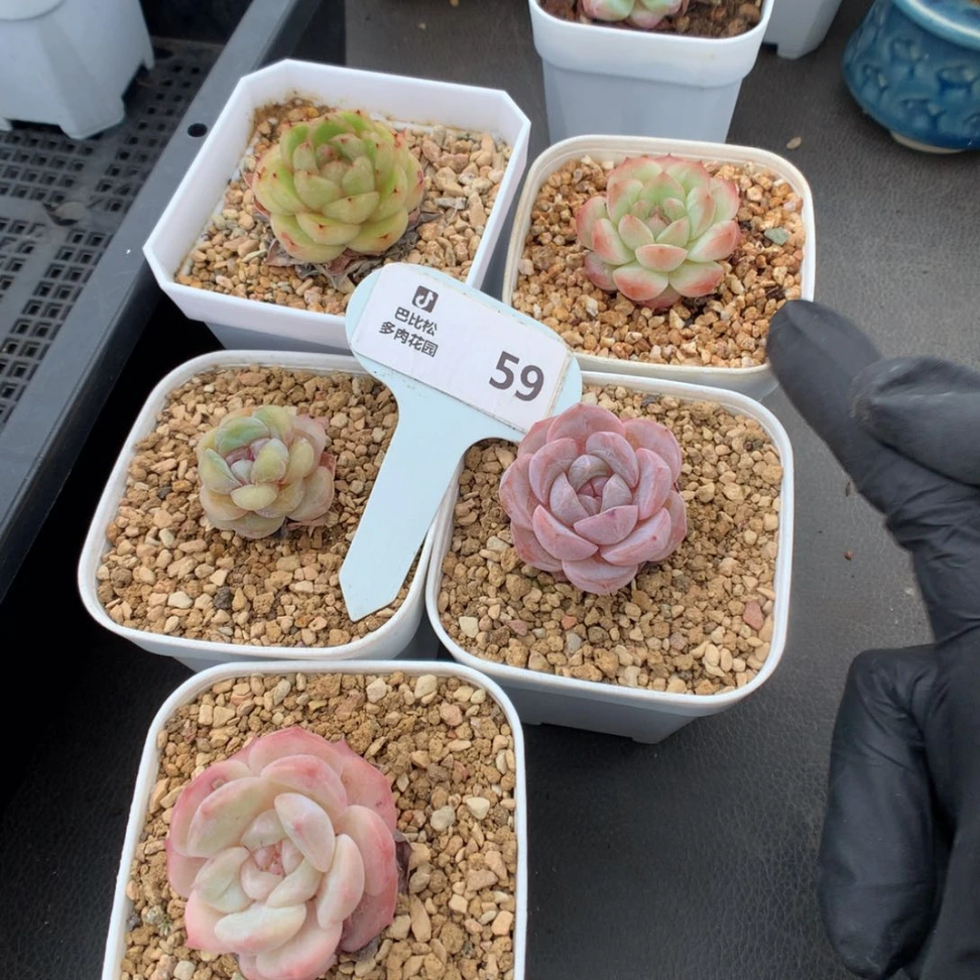 …***59 糖心一组多肉多肉