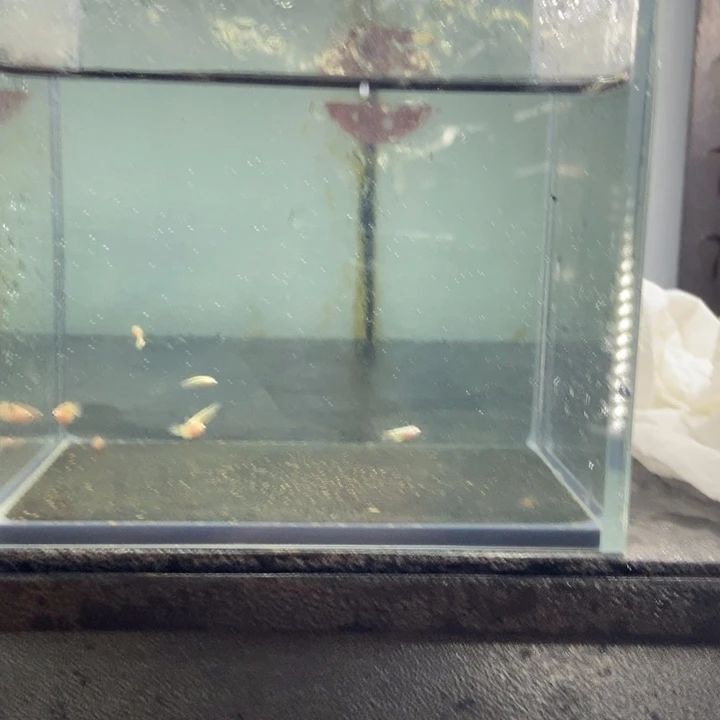 斗鱼包活不包损所见即所得127