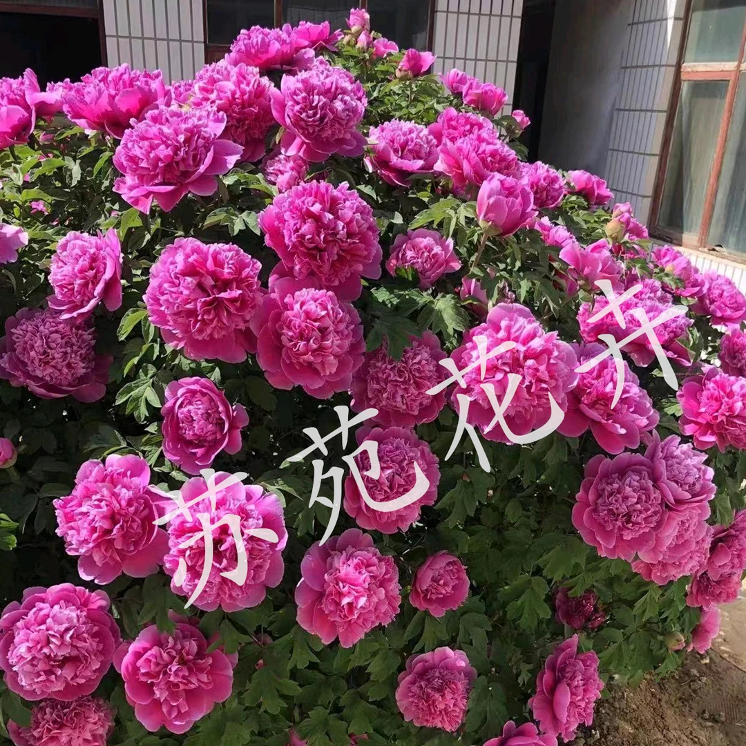 名贵品种【大富贵】牡丹花苗【12-15个分枝】带花苞 阳台庭院花卉盆栽