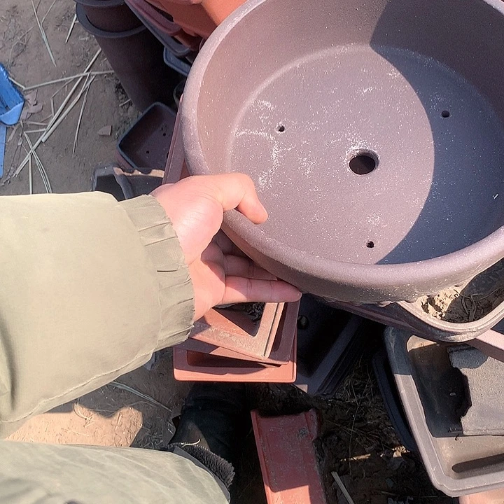 紫砂没有那么好吃我的人生