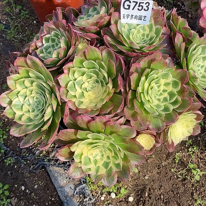 多肉植物海仙753多肉