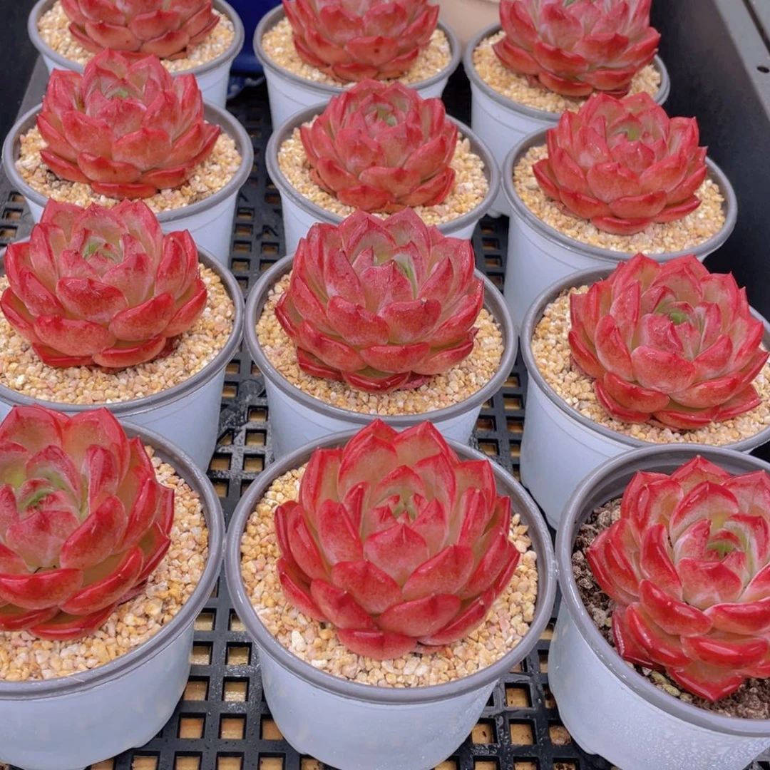 量拍4号 宽叶全状态夜魔侠母本单头一个