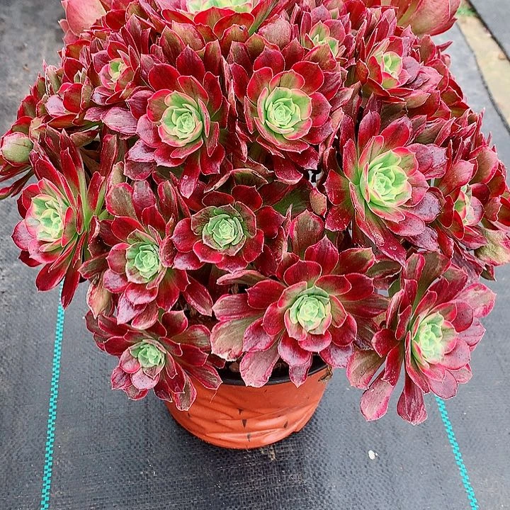 安娜法师图片多植物