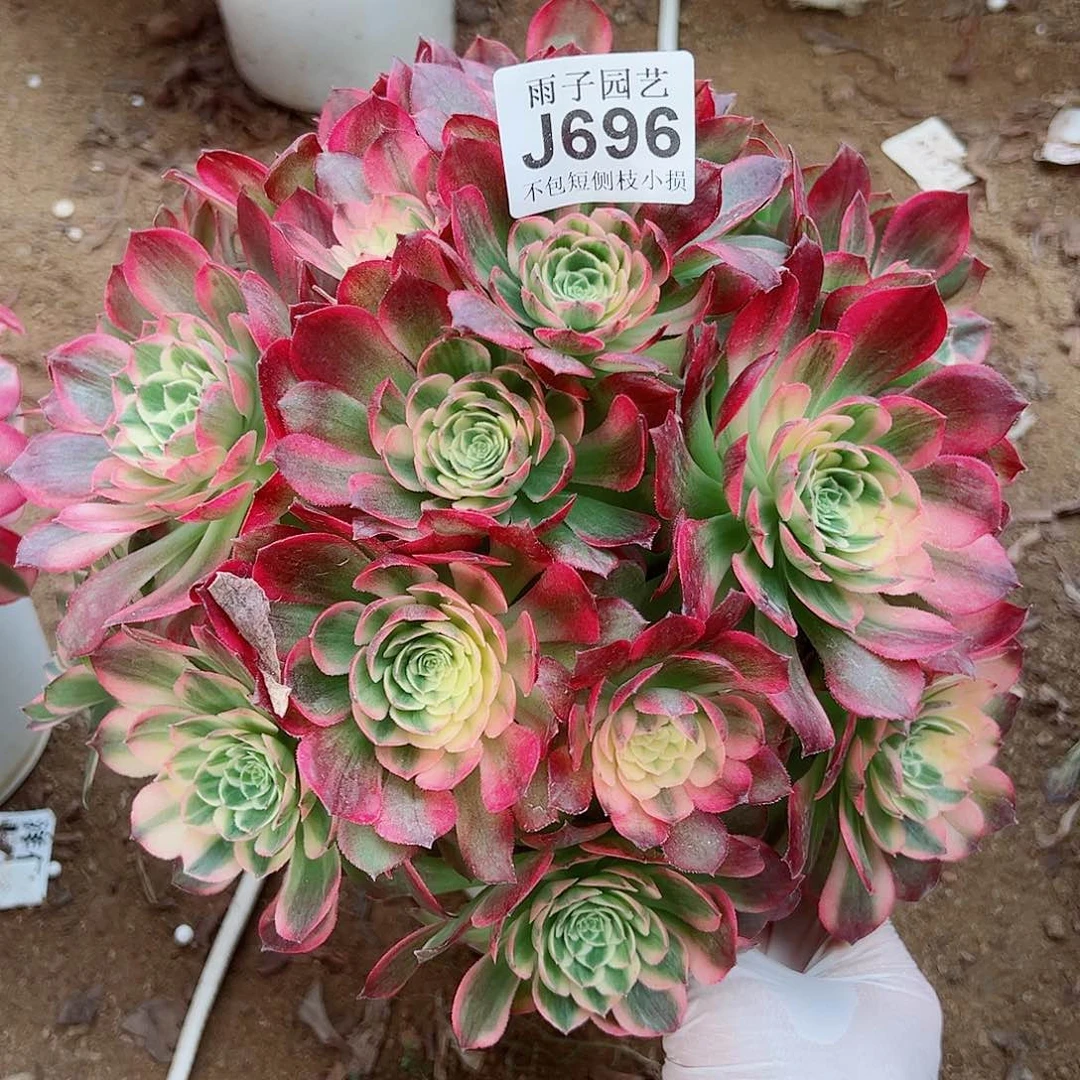 696海王尺寸30左右