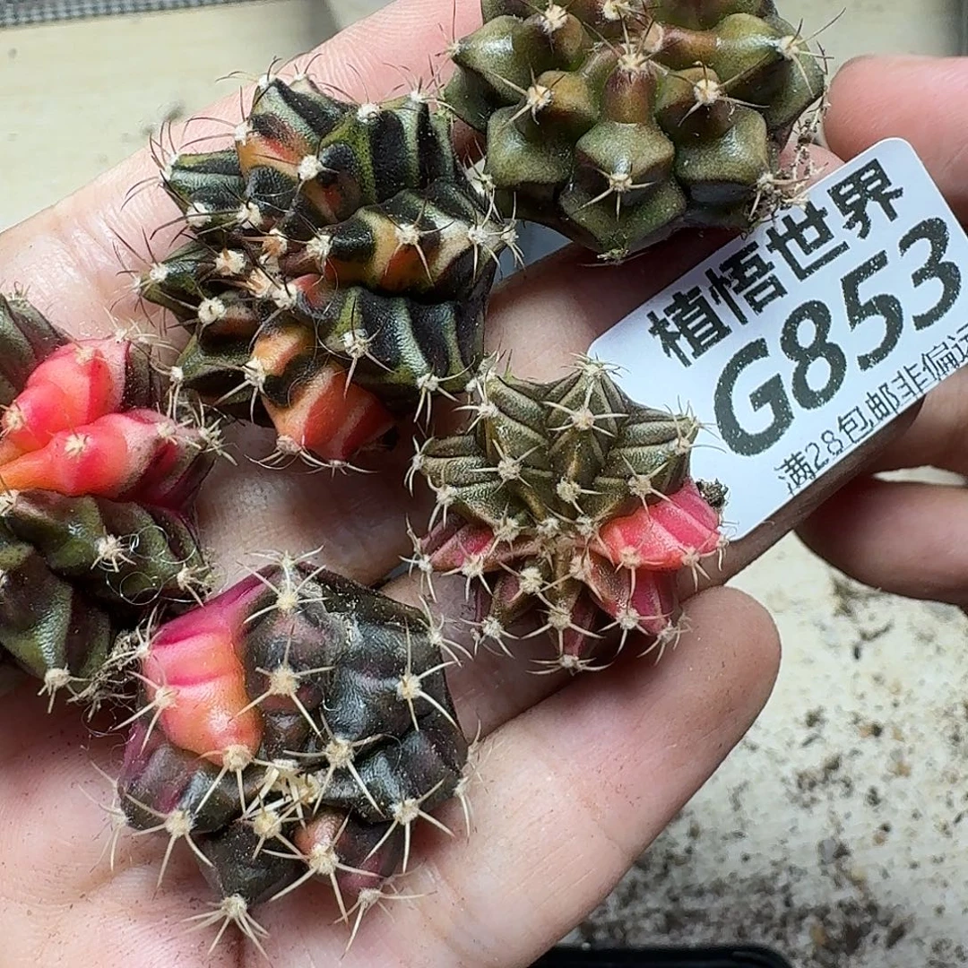 多肉植物的润泽fgn