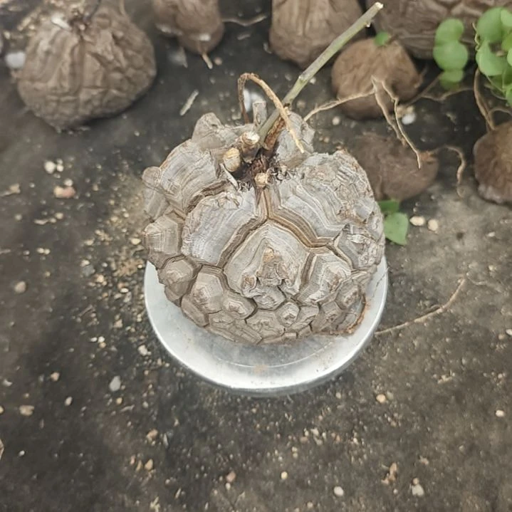 实生仙人球实生仙人球