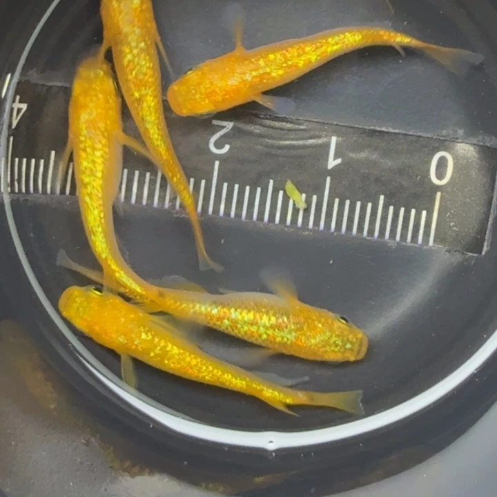 青鳉鱼阳光19号青鳉