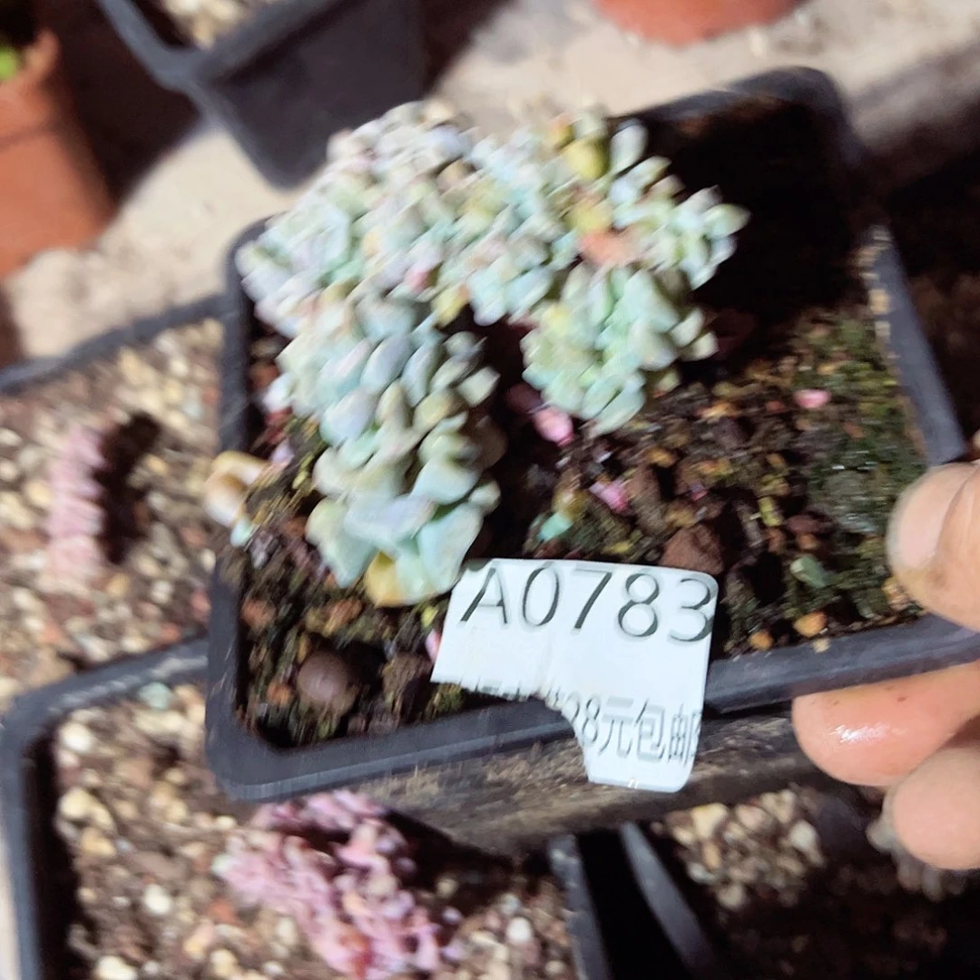 幸运的是我的朋友是